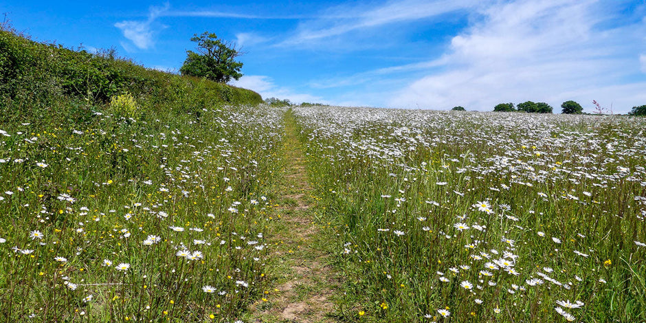 Farm track with wildflowers