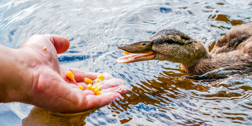 Ducks eating sweetcorn and duck food