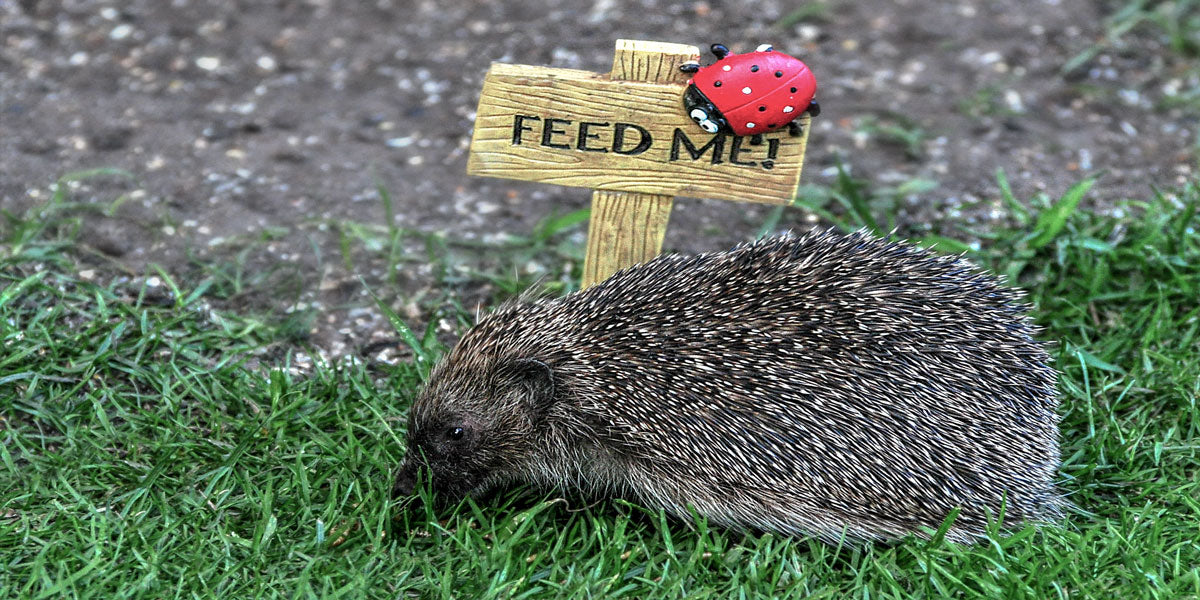 What do hedgehog eat in the UK