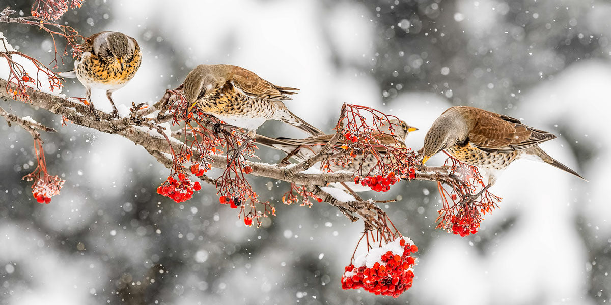 Fieldfares eating rowan berries