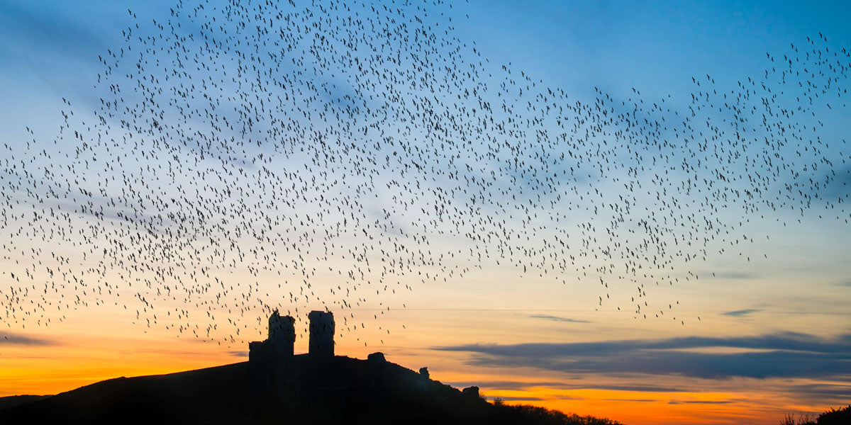 Flock of birds flying over a castle at sunset