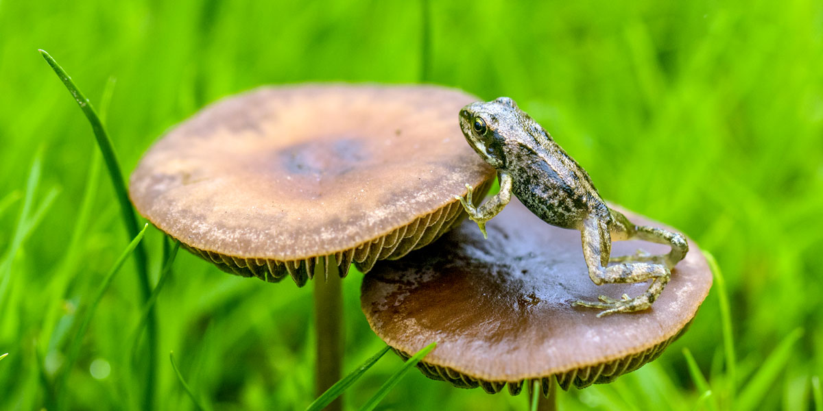 Froglet on a toadstool