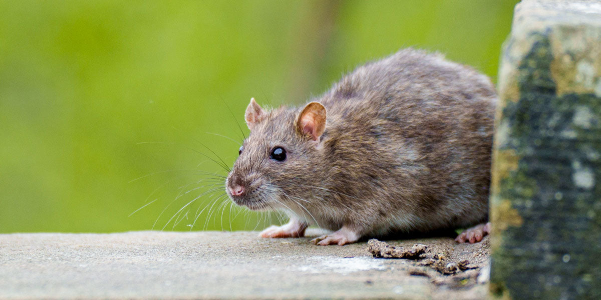 How to Get Rid of Rats in Gardens