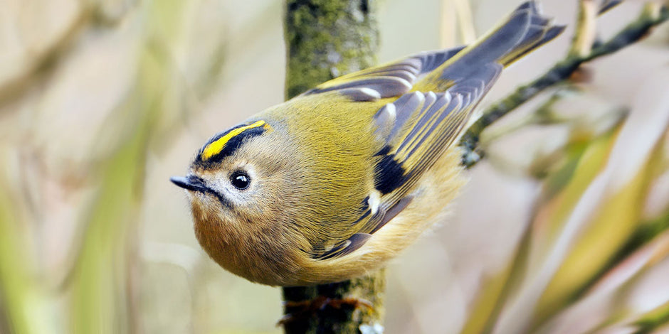 Goldcrest bird identification