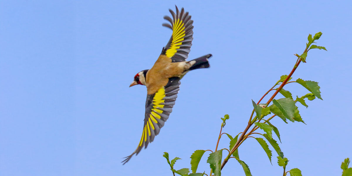 A goldfinch in flight