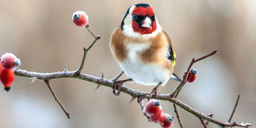 Goldfinch in a winter garden