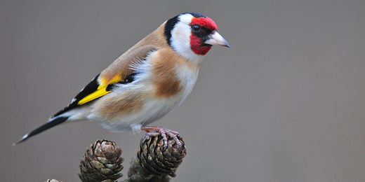 Goldfinch bird clos up