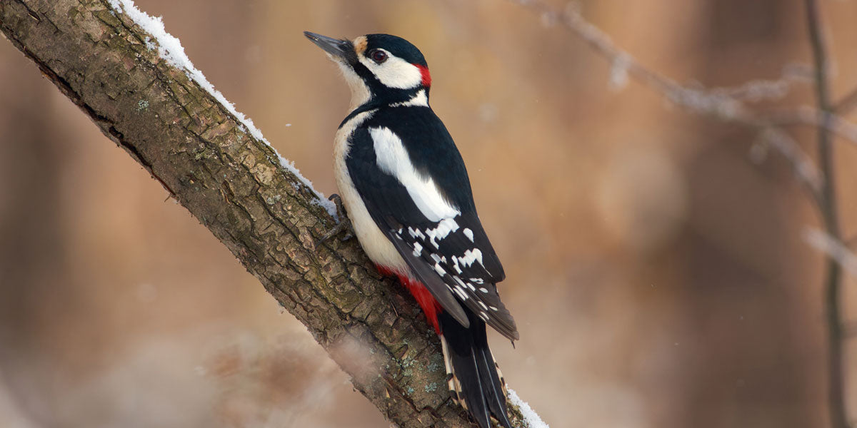 Great Spotted Woodpecker in winter