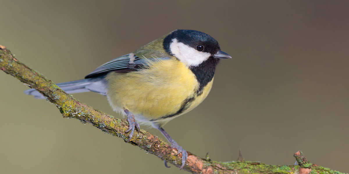 Great tit identification guide