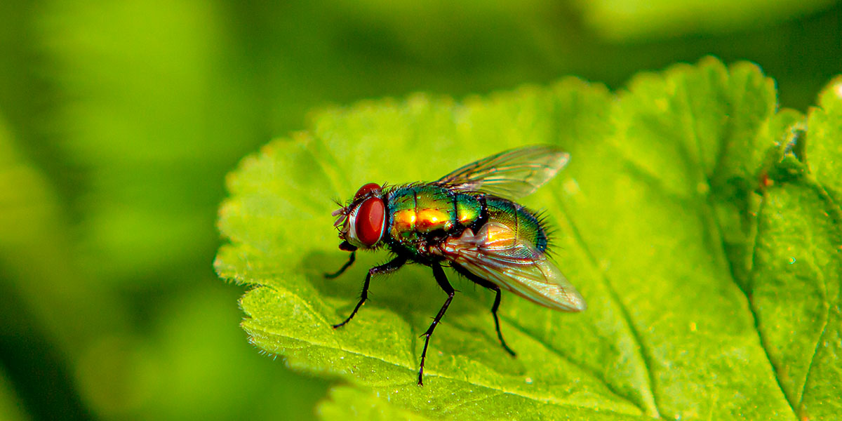 Green bottle fly sitting