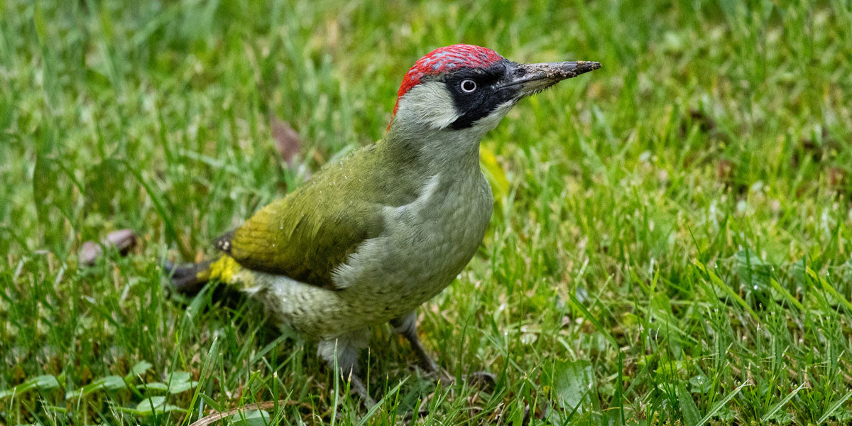 Green Woodpecker