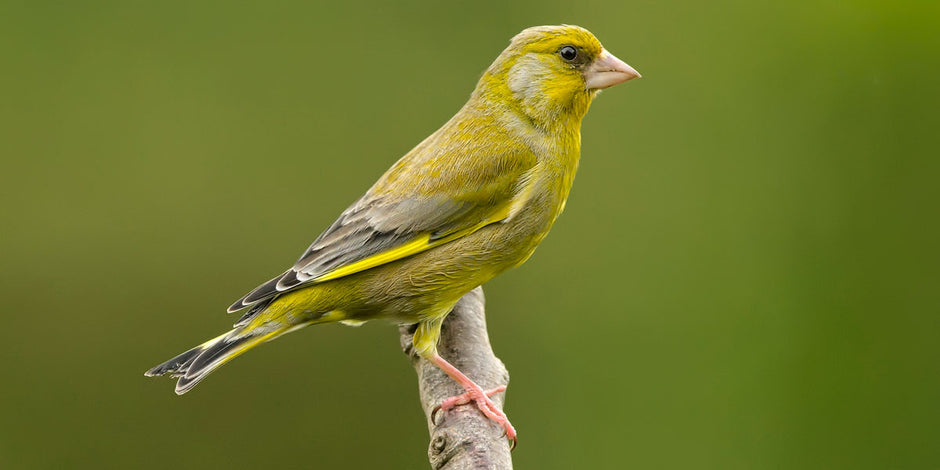 Greenfinch identification and habits