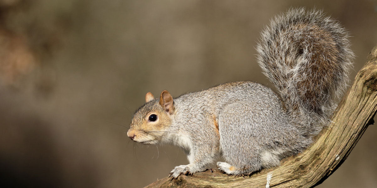 Grey Squirrel sitting in a tree