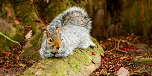 Grey squirrel in the garden