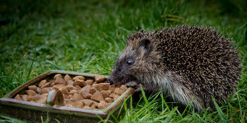 Hedgehog food in the gardens