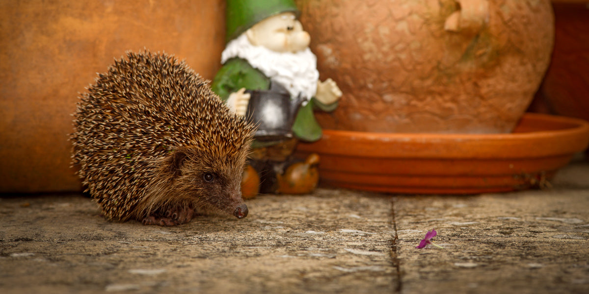 Hedgehog in a garden