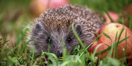 Hedgehog in the garden