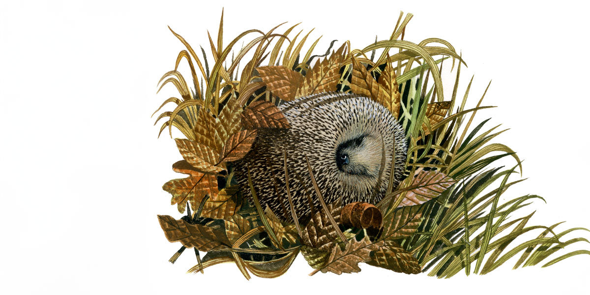 Hedgehog hibernating illustration 