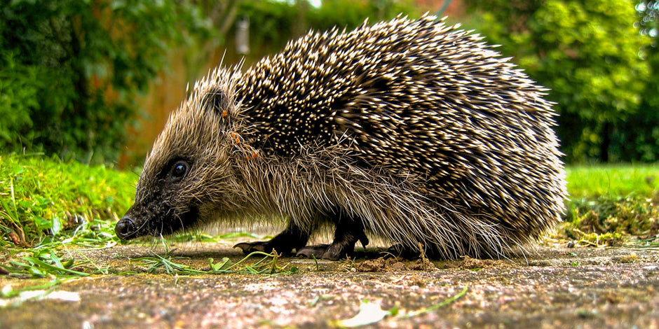 What hedgehogs eat, identification and more