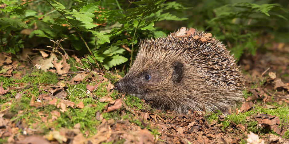 How to attract hedgehogs into the garden