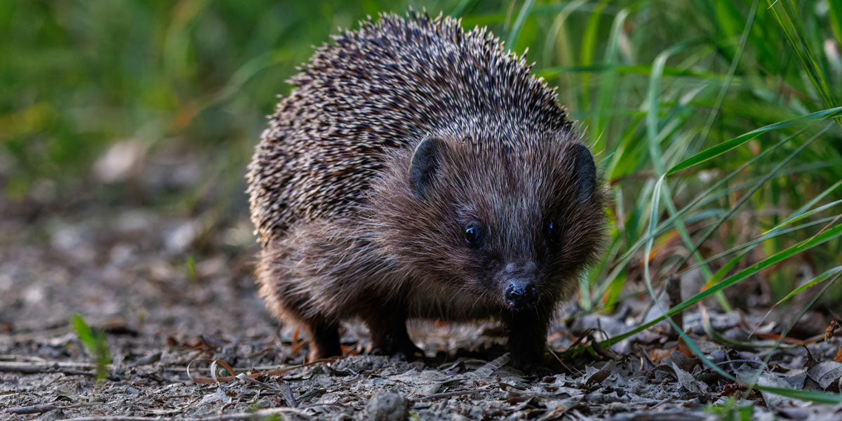 A large hedgehog out in the evening garden