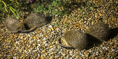 Hedgehogs eating in the garden