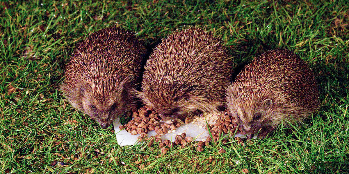 Hedgehogs feeding in an urban garden