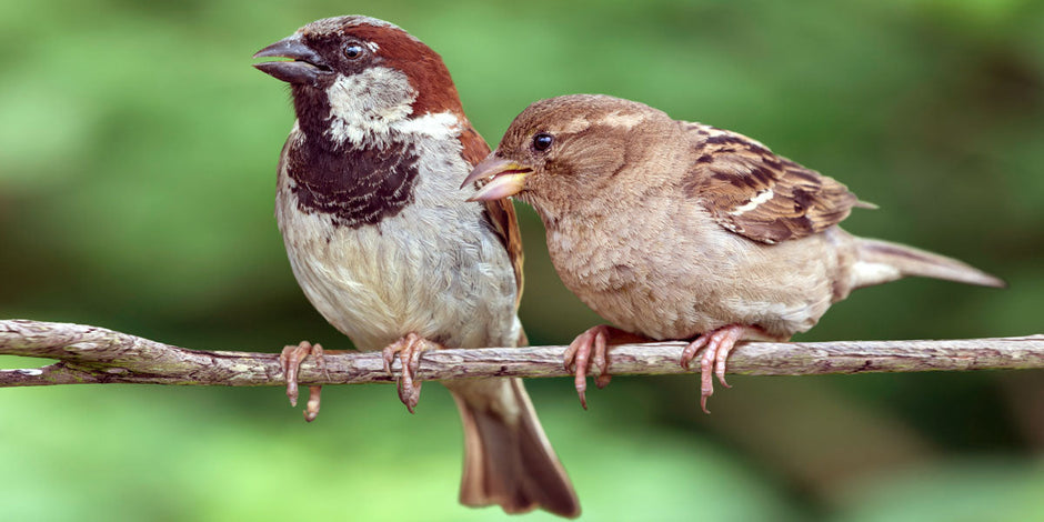 House Sparrow