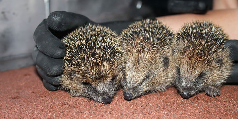 Help for injured or sick hedgehogs