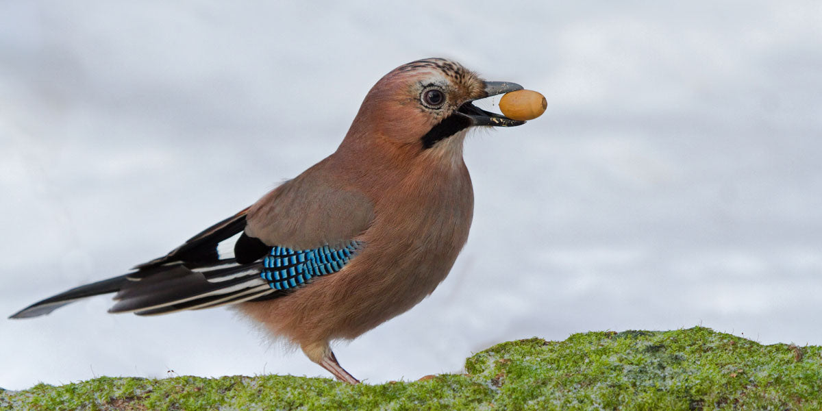 Jay bird with an acorn