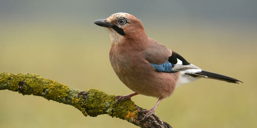 Jay Bird