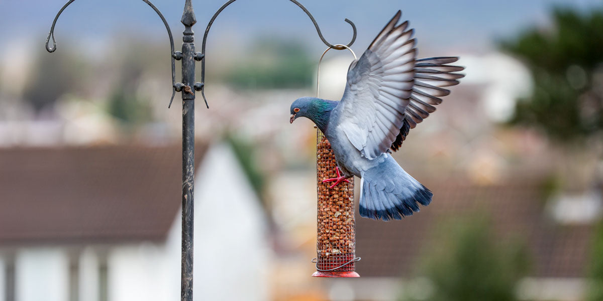 Pigeons can be a nuisance stealing food from bird feeders