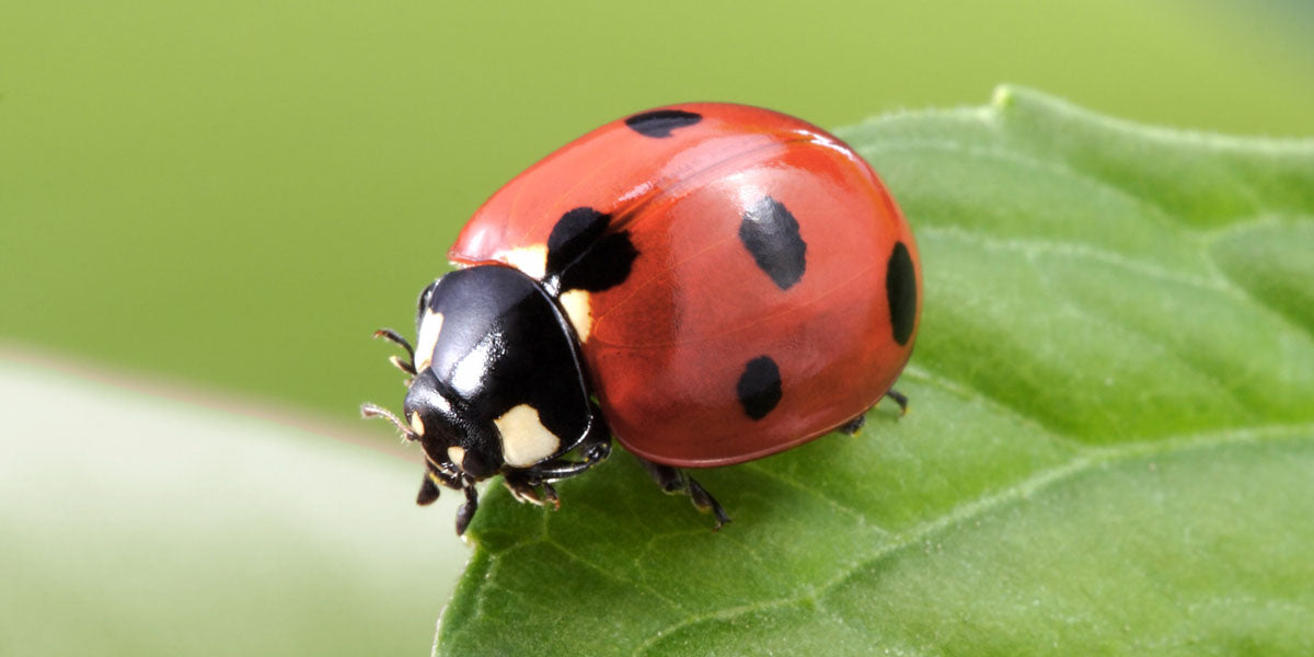 Ladybird ladybug