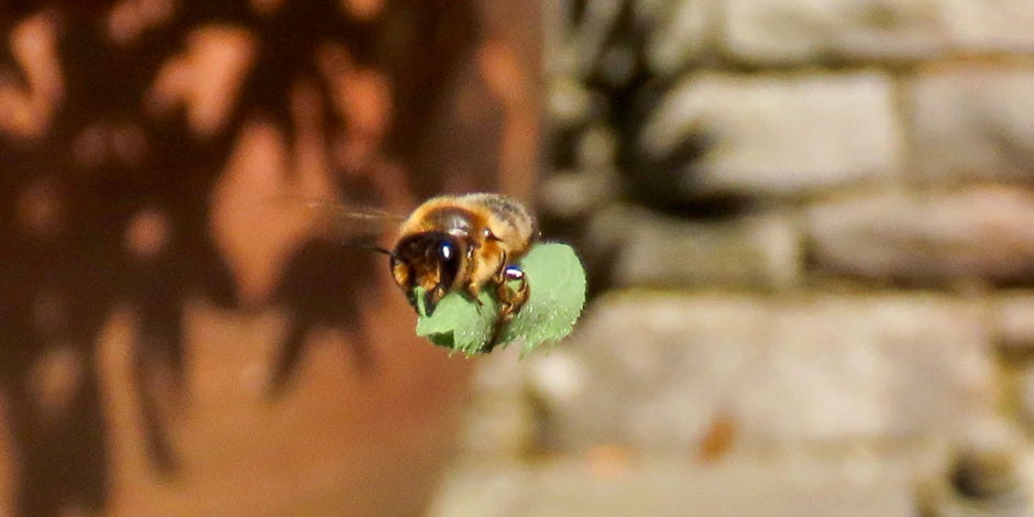 Leafcutter bee carrying leaf