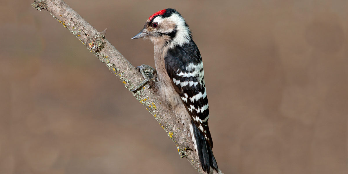 Lesser spotted woodpecker