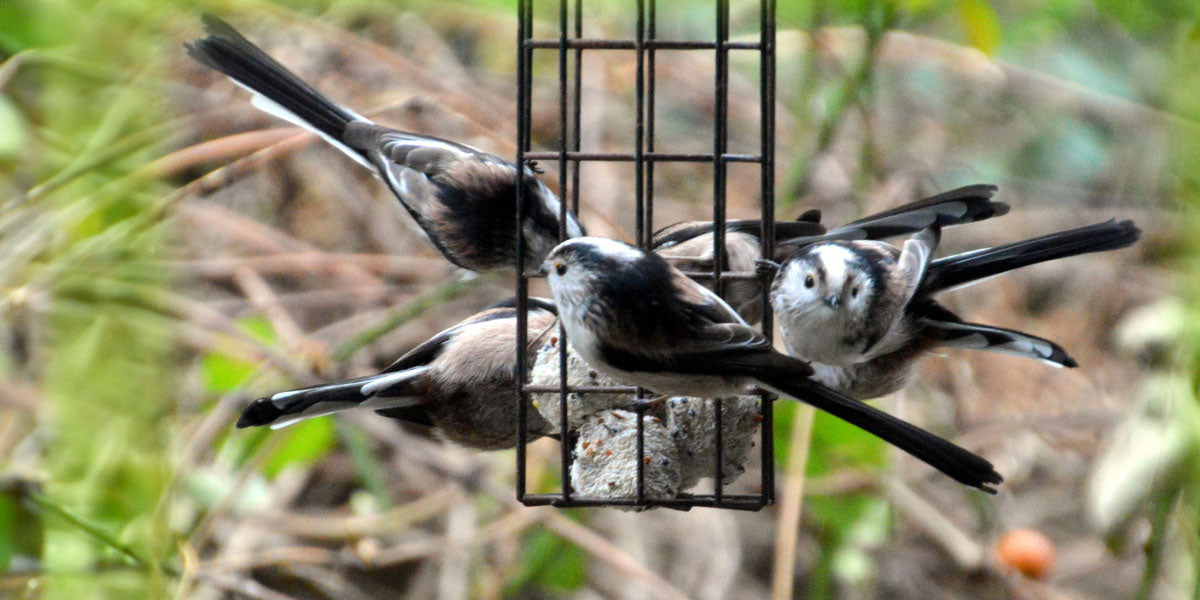 Long tailed tits on hanging bird feeders