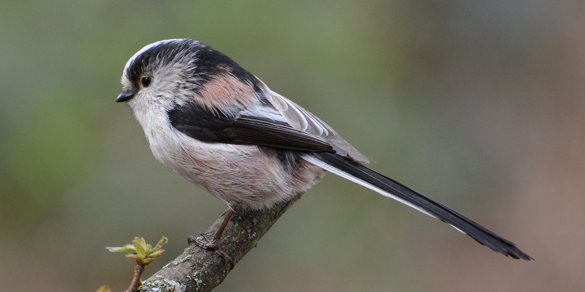 Long Tailed Tit