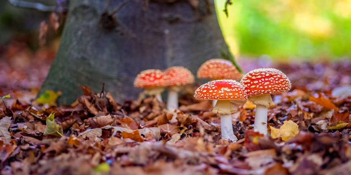 Fungi growing on an autumn woodland floor