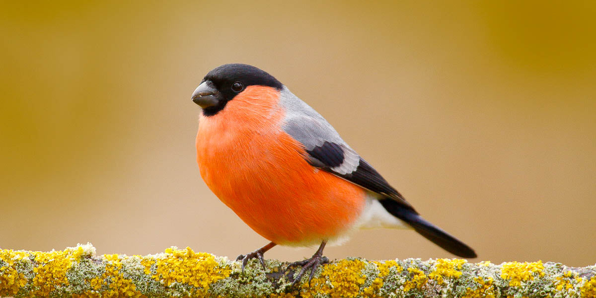 Male bullfinch with striking red breast