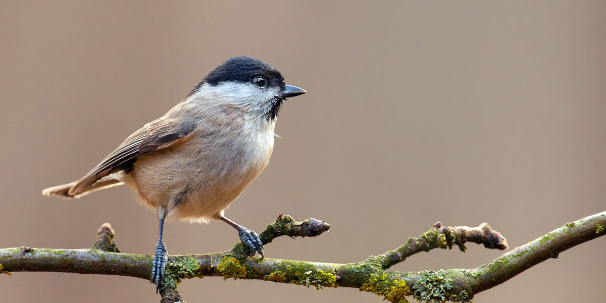 Marsh Tit identification guide