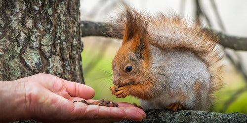 squirrel MBD calcium deficiency