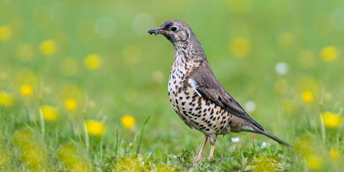 Mistle Thrush