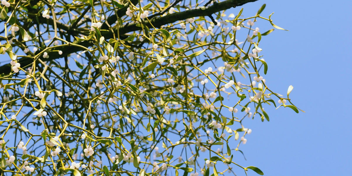 Mistletoe does it mean love, good luck, or worse?