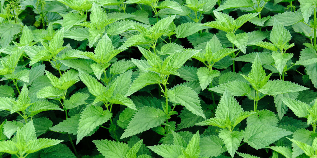 Stinging Nettles