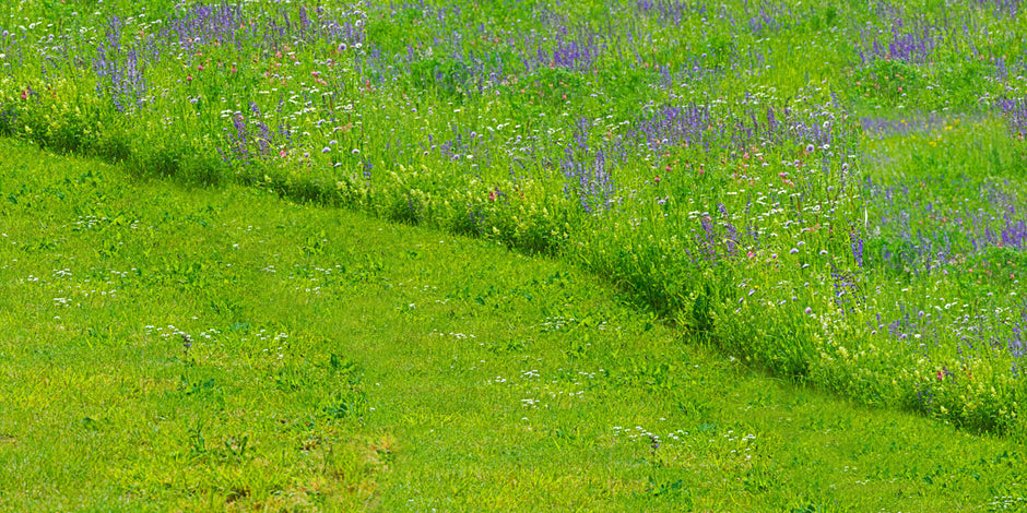 No mow May with lawn allowed to grow with wildflowers