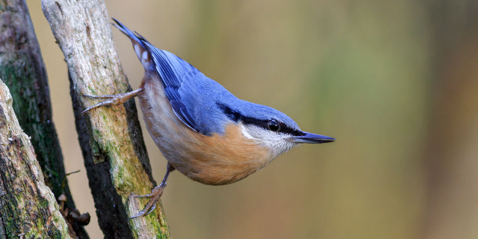 Nuthatch