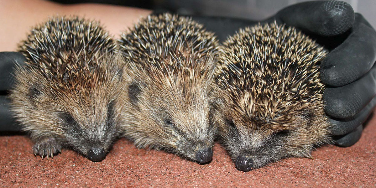 Orphan Juvenile Hedgehogs