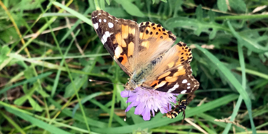 Painted Lady Butterfly