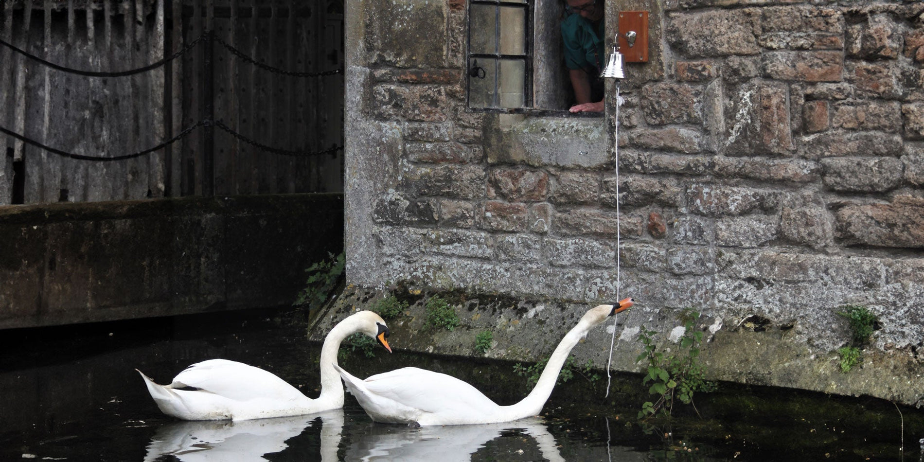 Bishop's Palace bell ringing swans