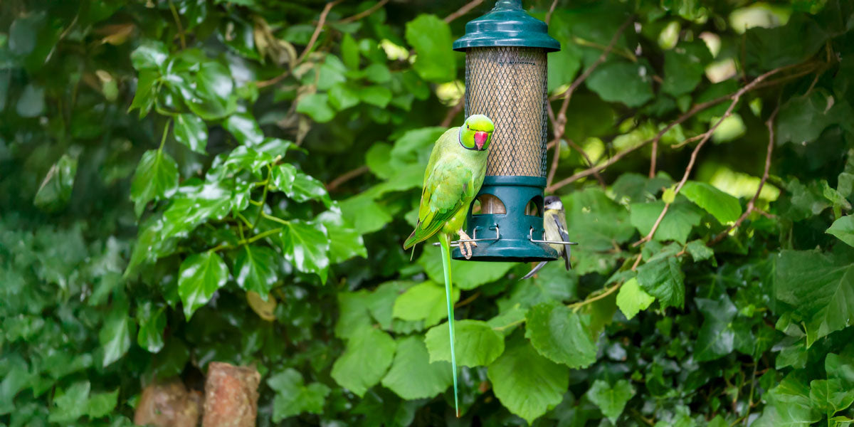 Parakeet proof bird feeders UK